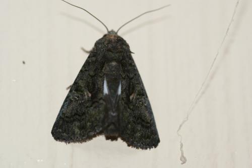 Aedia leucomelas